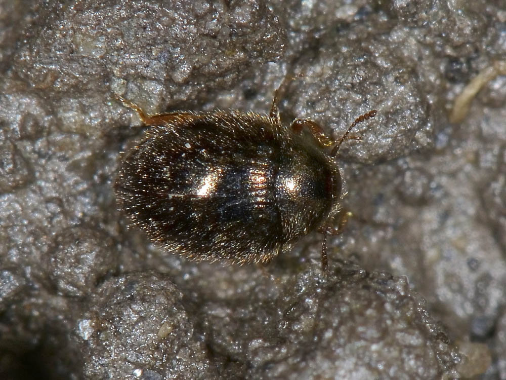 Due Byrrhidae: Simplocaria semistriata (cf.)